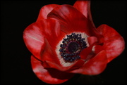 27th May 2015 - Red Anemone