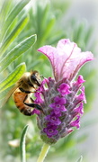 22nd May 2015 - Bee on Pink Lavender