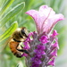 Bee on Pink Lavender by nickspicsnz