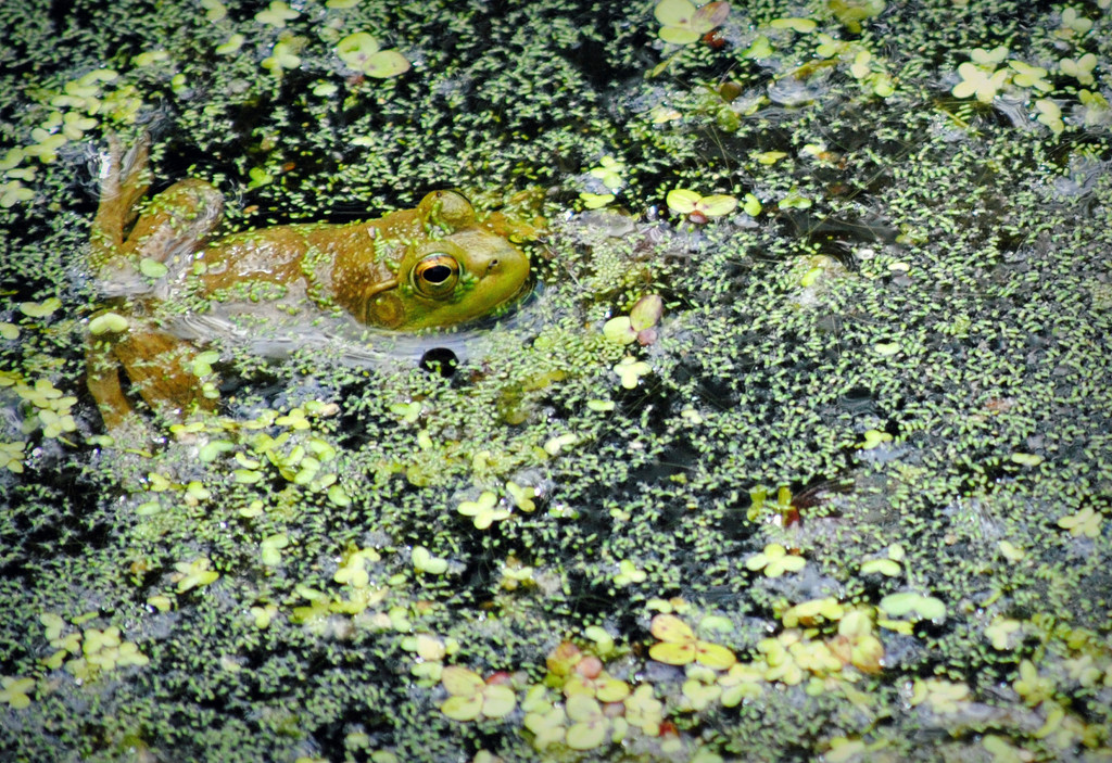 Don't Croak, Mr. Bullfrog...Stick Around by alophoto
