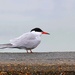 Common Tern by lifeat60degrees