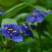 Spiderwort by francoise