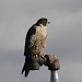 Posted, YES Peregrine Zone! by robv