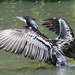 Cormorant by mattjcuk