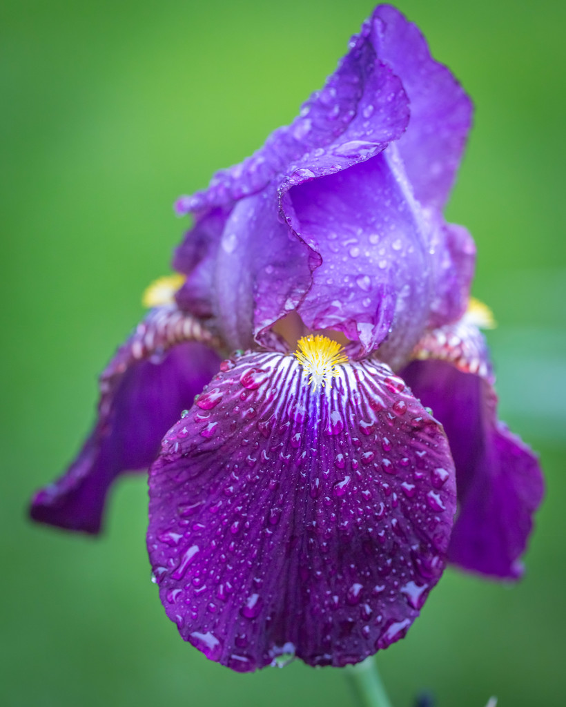 Purple Rain by lindasees