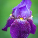 Purple Rain by lindasees