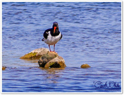 27th May 2015 - Oystercatcher