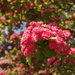 Hawthorn by boxplayer