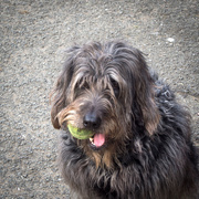 27th May 2015 - Ness and her tennis ball