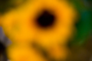 20th May 2015 - Sunflower after Vitrectomy