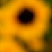 Sunflower after Vitrectomy by rminer