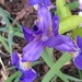 Flowers - Iris by cataylor41