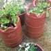 Planted Pots by elainepenney