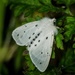 Ermine moth  by barrowlane