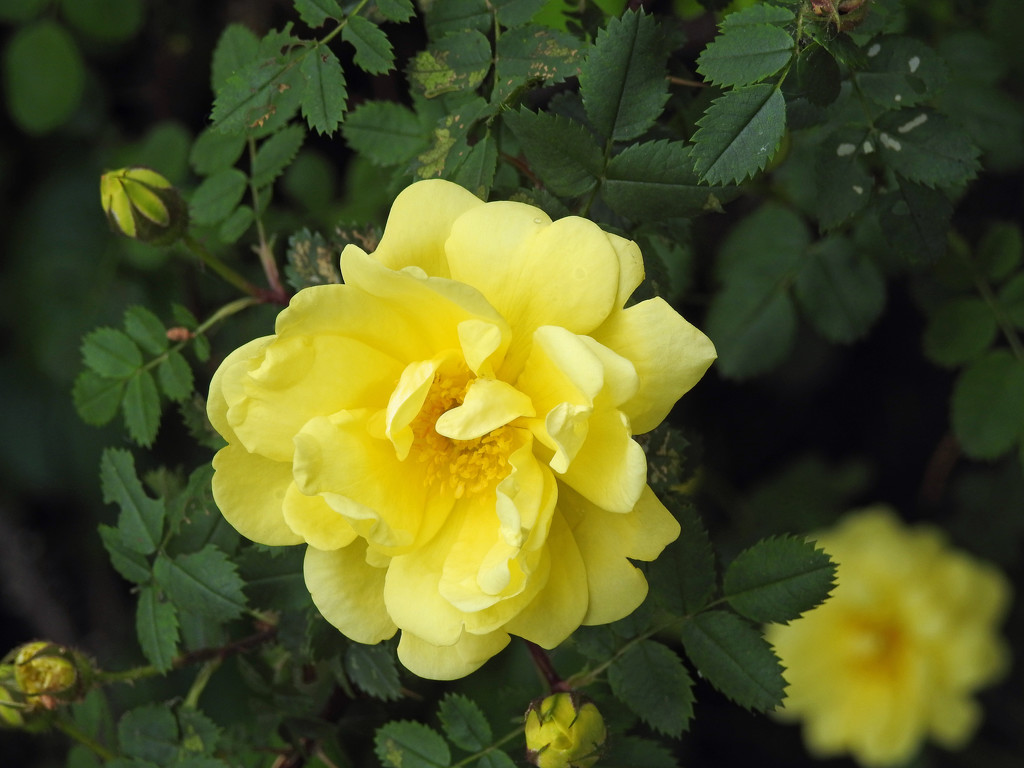 Climbing Golden Showers Rose by rminer
