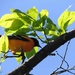 Another Oriole ... by sunnygreenwood