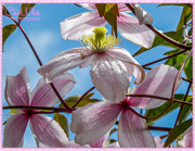 27th May 2015 - Clematis