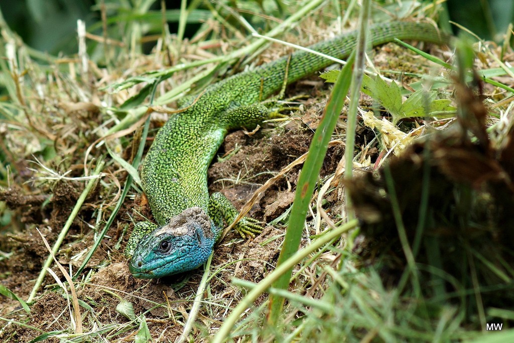 2015-05-27 emerald lizard by mona65