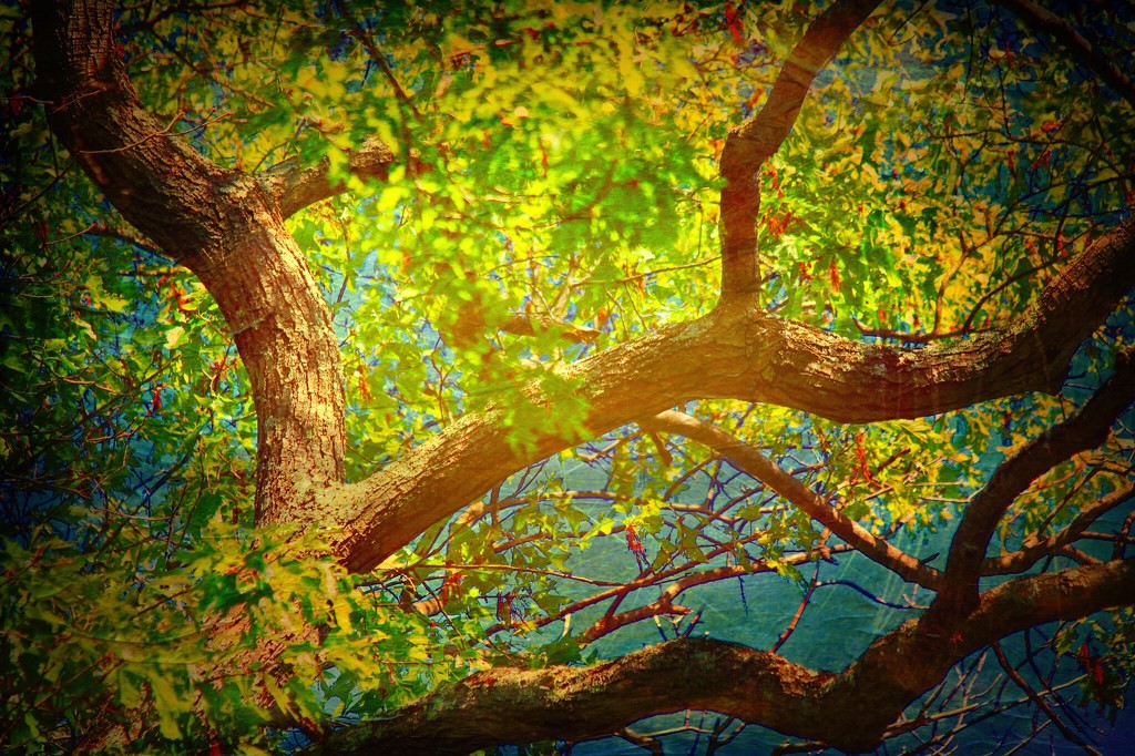Tree,edited by mzzhope