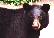 25th May 2015 - Black Bear 