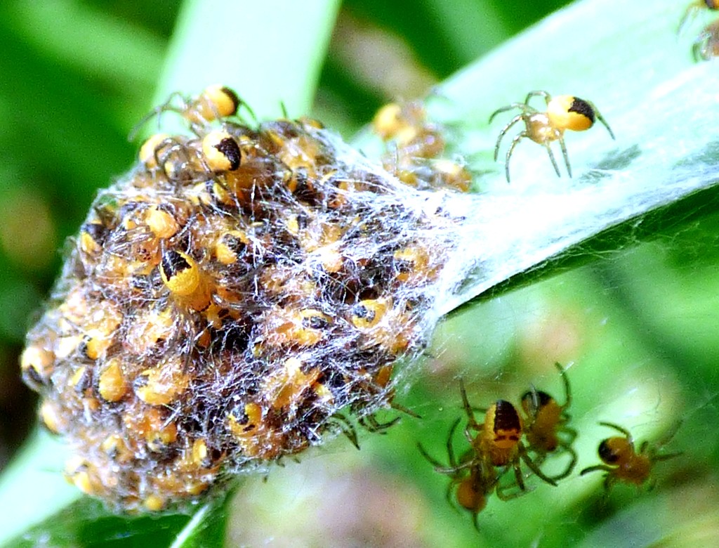 Spider population explosion! by julienne1