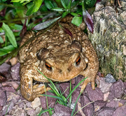 27th May 2015 - Mr Toad