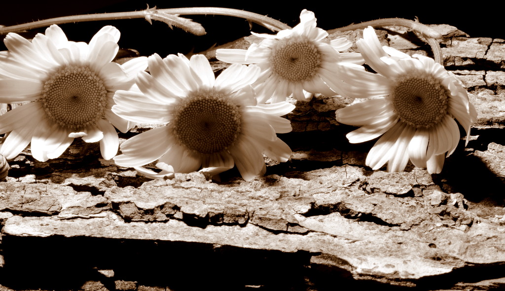 Sepia Daisies by jayberg