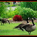 Geese Walk by vernabeth