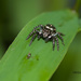 Jumping spider_1773 by rontu
