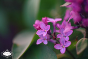 27th May 2015 - Lilac 