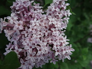 25th May 2015 - Lilac = Smell