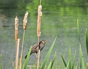 25th May 2015 - Female Red Wing Blackbird