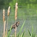 Female Red Wing Blackbird by rob257