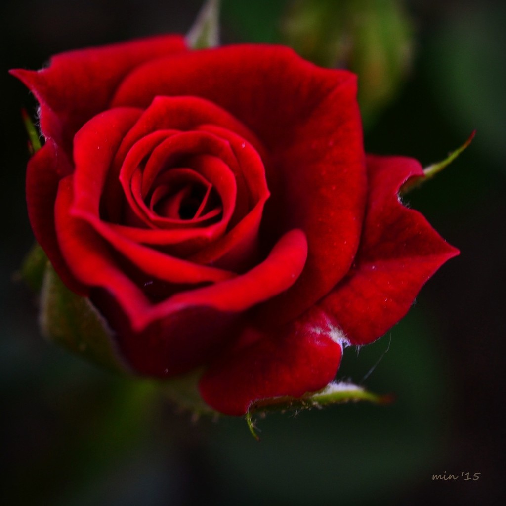 Red Miniature Rose by mhei