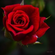 27th May 2015 - Red Miniature Rose