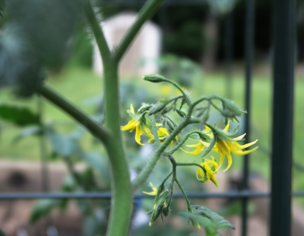 Tomato Plant Blossoms by april16