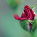 Mini Rose Bud by mhei