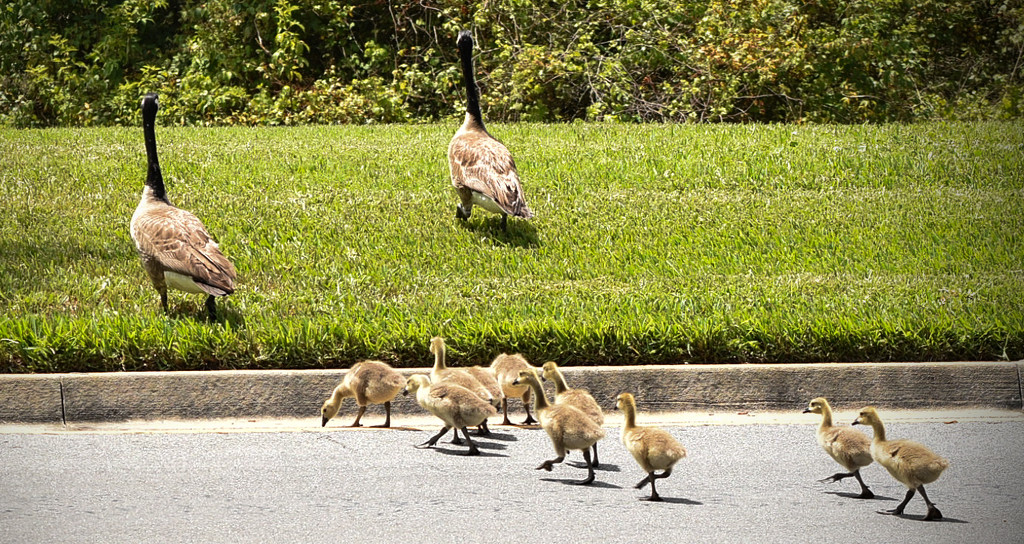 10 Baby Geese by rickster549