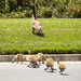 10 Baby Geese by rickster549