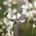 Arugula Flowers by gardencat