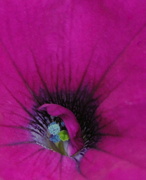 26th May 2015 - The Eye of the . . . Petunia