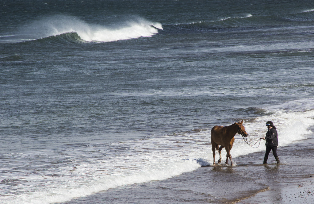 Sea horses by shepherdman