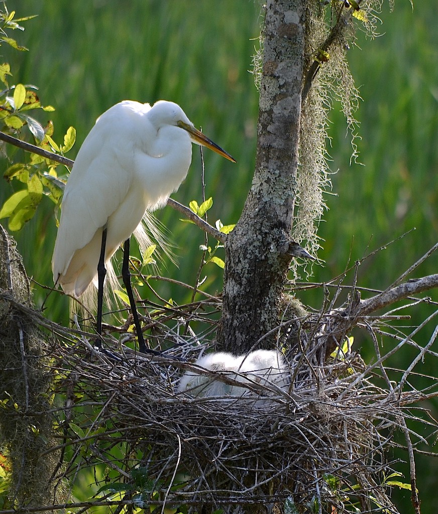 Egret and baby chick, Audubon Swamp Garden, Charleston, SC by congaree