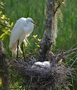 28th May 2015 - Egret and baby chick, Audubon Swamp Garden, Charleston, SC