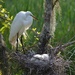 Egret and baby chick, Audubon Swamp Garden, Charleston, SC by congaree