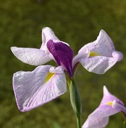28th May 2015 - Iris, Audubon Swamp Garden, Charleston, SC