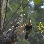 28th May 2015 - Anhinga nesting with chicks just about fledged, Audubon Swamp Garden, Charleston, SC