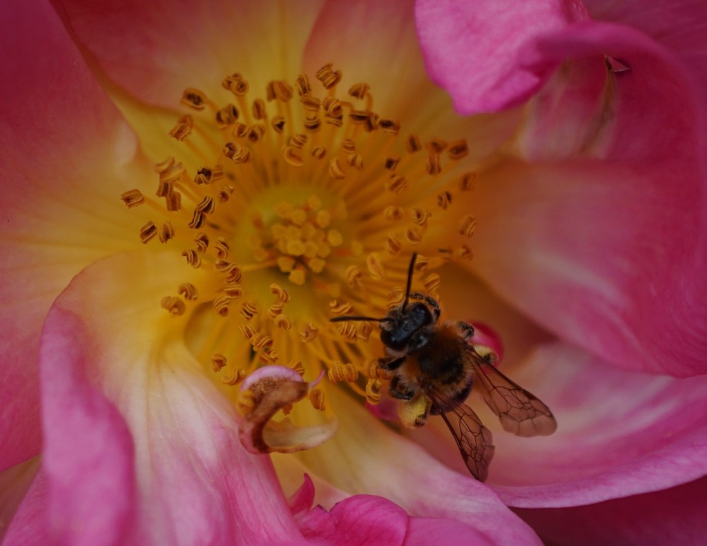 small bee on pink by quietpurplehaze