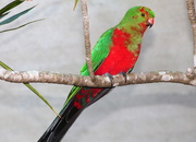 28th May 2015 - Juvenile Male King Parrot