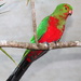 Juvenile Male King Parrot by terryliv